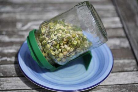 How to Sprout Seeds Image